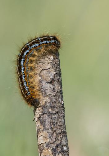 Malacosoma sp.